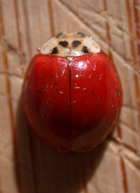 Harlequin Lady Beetle